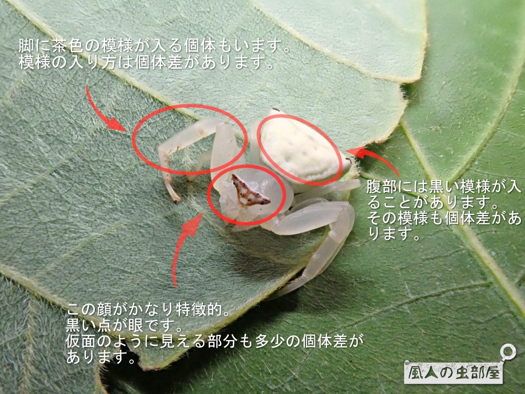 アズチグモの特徴