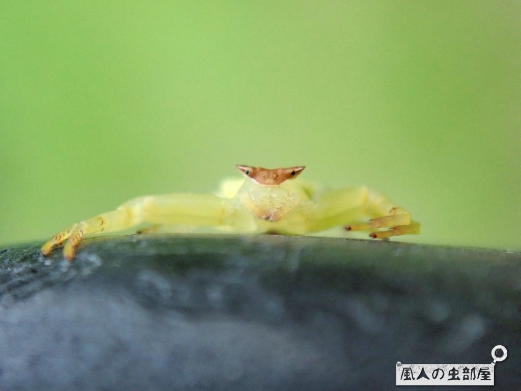 カエルに見えるアズチグモ