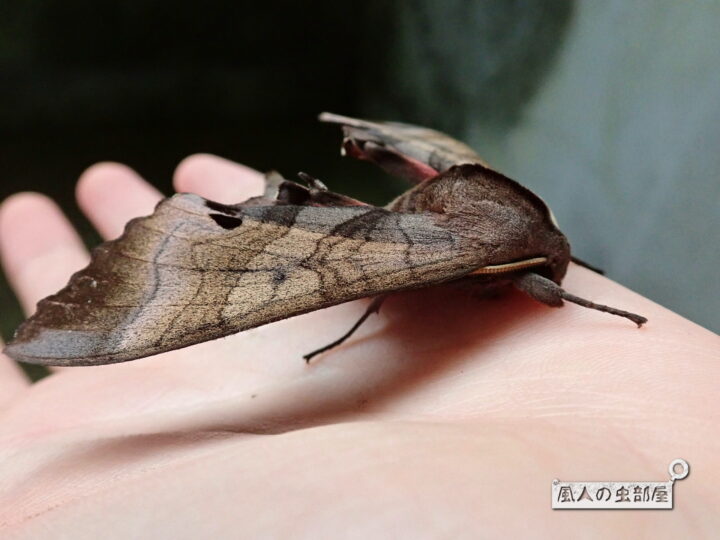 枯れ葉にそっくり 三角形で茶色の波模様の蛾 モモスズメ 風人の虫部屋