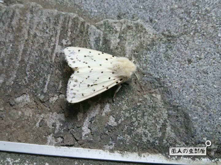 キハラゴマダラヒトリ