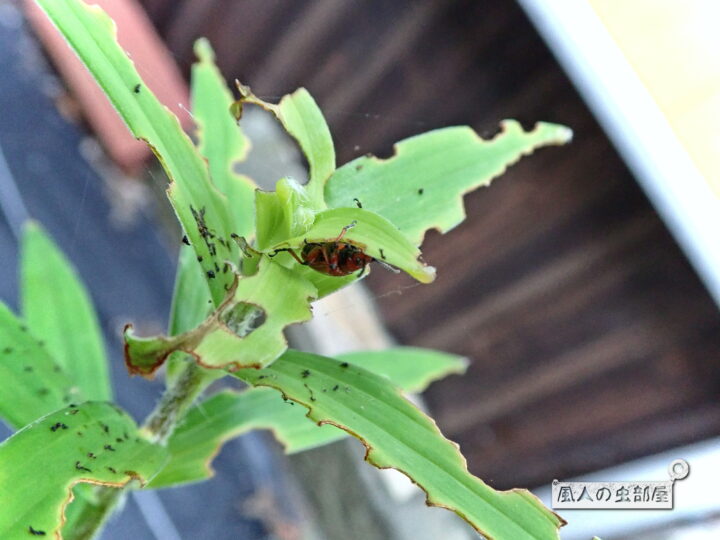 ユリクビナガハムシの成虫もユリの葉を食べる