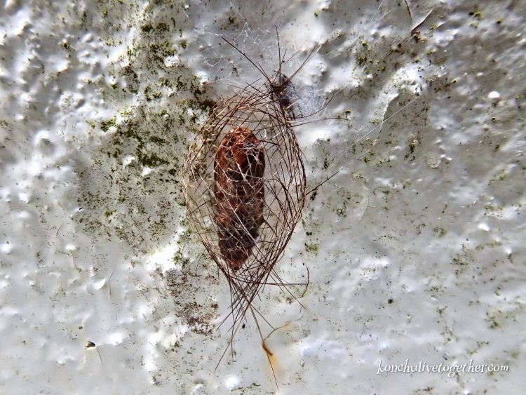 アカスジシロコケガの蛹
