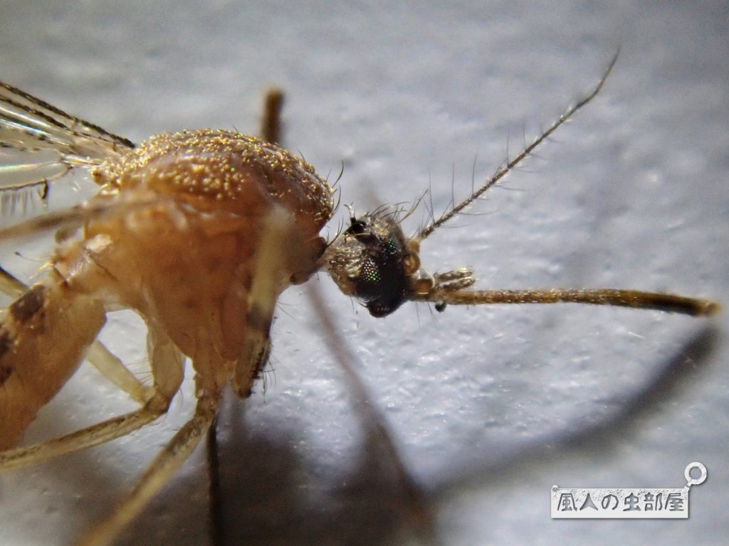 アカイエカの生態