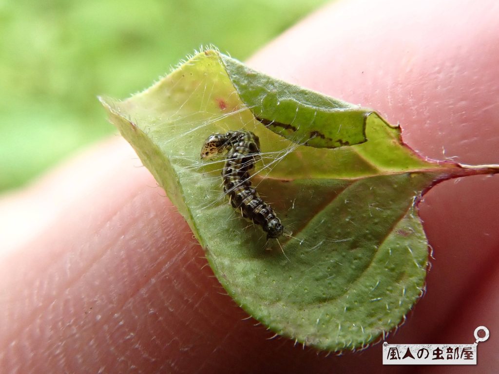 糸を張っているベニフノキメイガの幼虫