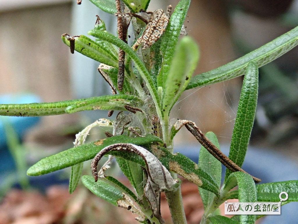 ベニフノキメイガの幼虫は見つけにくい