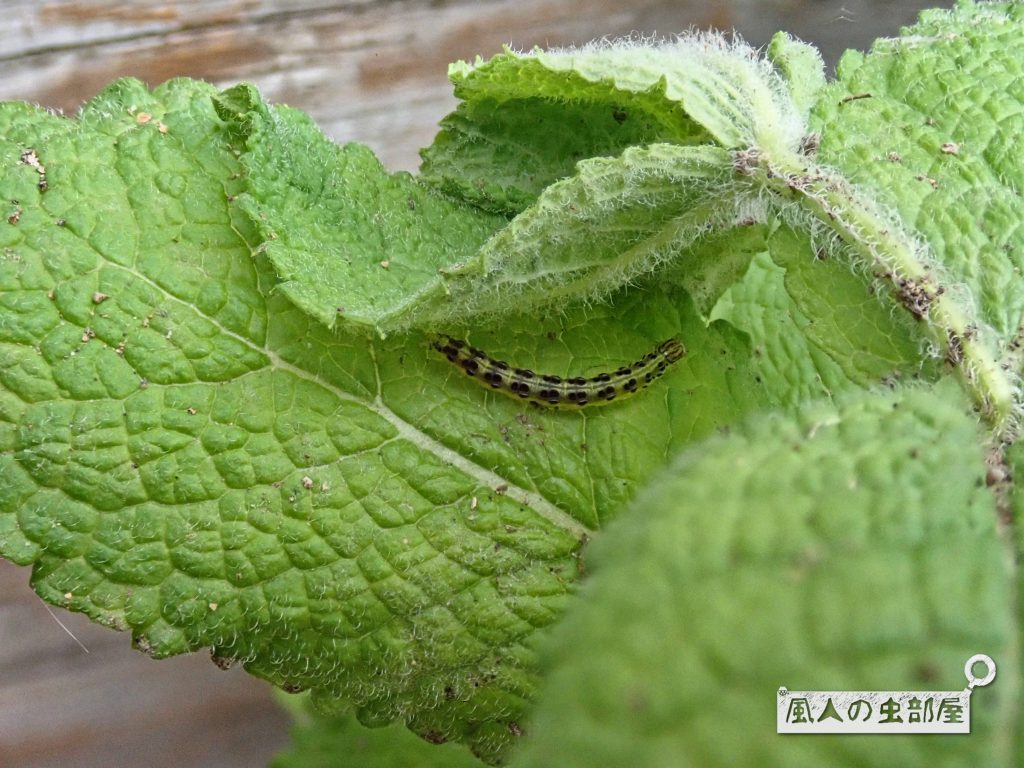 ベニフノキメイガの幼虫の好物