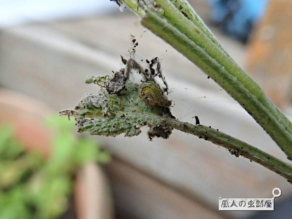 ベニフノキメイガの幼虫にやられたセージ
