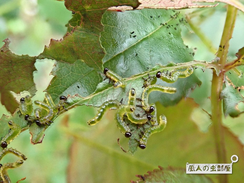 チュレンジバチの幼虫はよく食べる