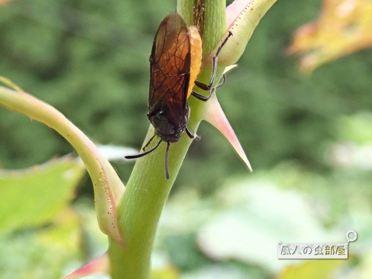 チュレンジバチの成虫