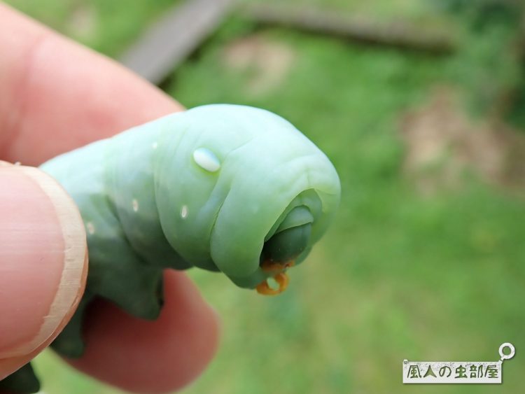 キイロスズメの緑の幼虫の特技