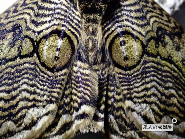 イボタガの翅の模様はフクロウの目の擬態