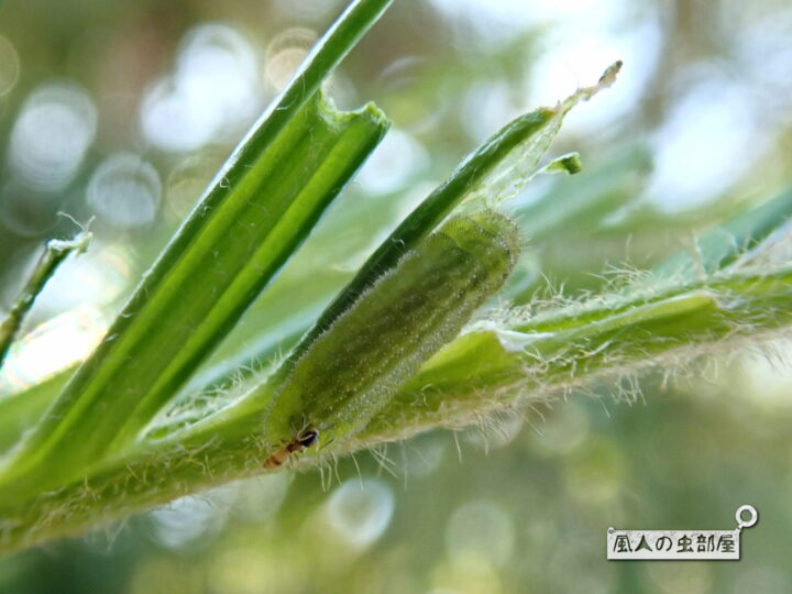 アリと協力関係にあるクロマダラソテツシジミの幼虫