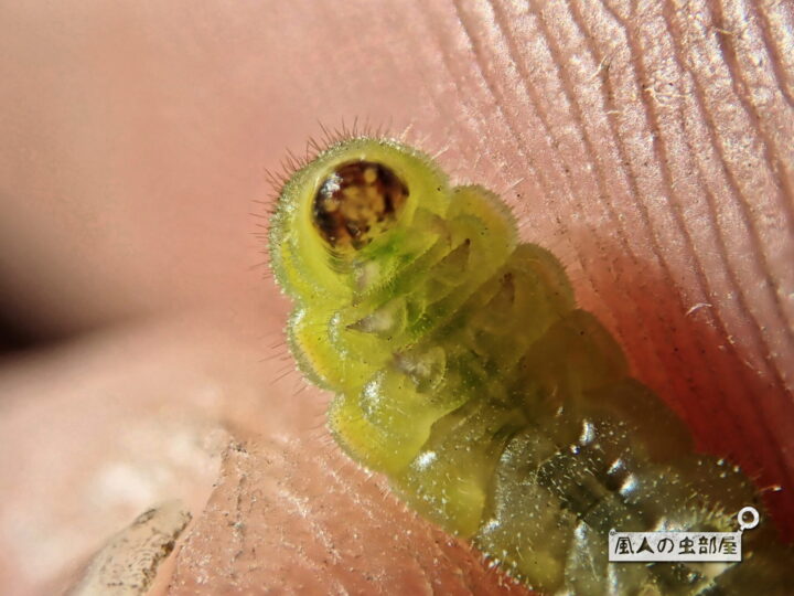 クロマダラソテツシジミの幼虫