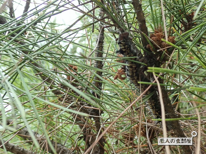 松の木に馴染むマツカレハの幼虫