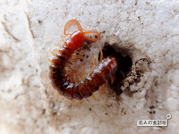 畑や植木鉢の下によくいる小さなムカデ セスジアカムカデ 風人の虫部屋