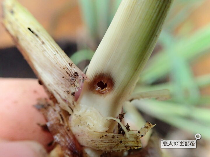 イネヨトウの幼虫は茎の中心を食べる