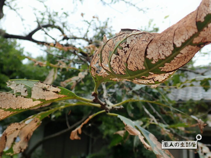 ヒメクロイラガの幼虫に食べられた柿の葉