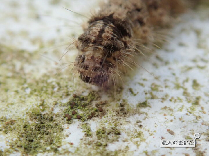 ヤネホソバの幼虫の毒毛